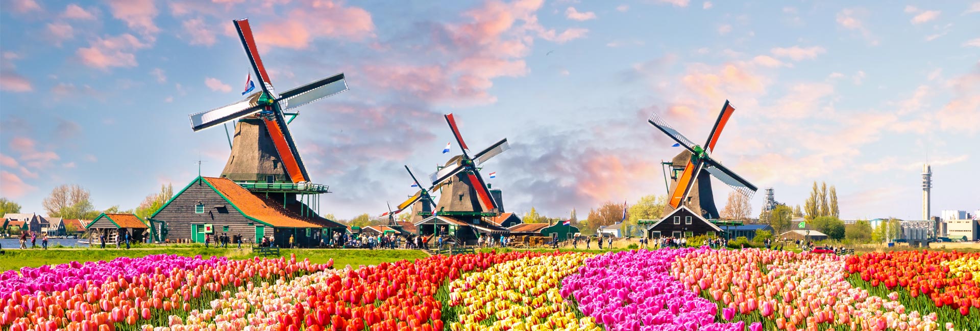 Tulpenblüte Holland
