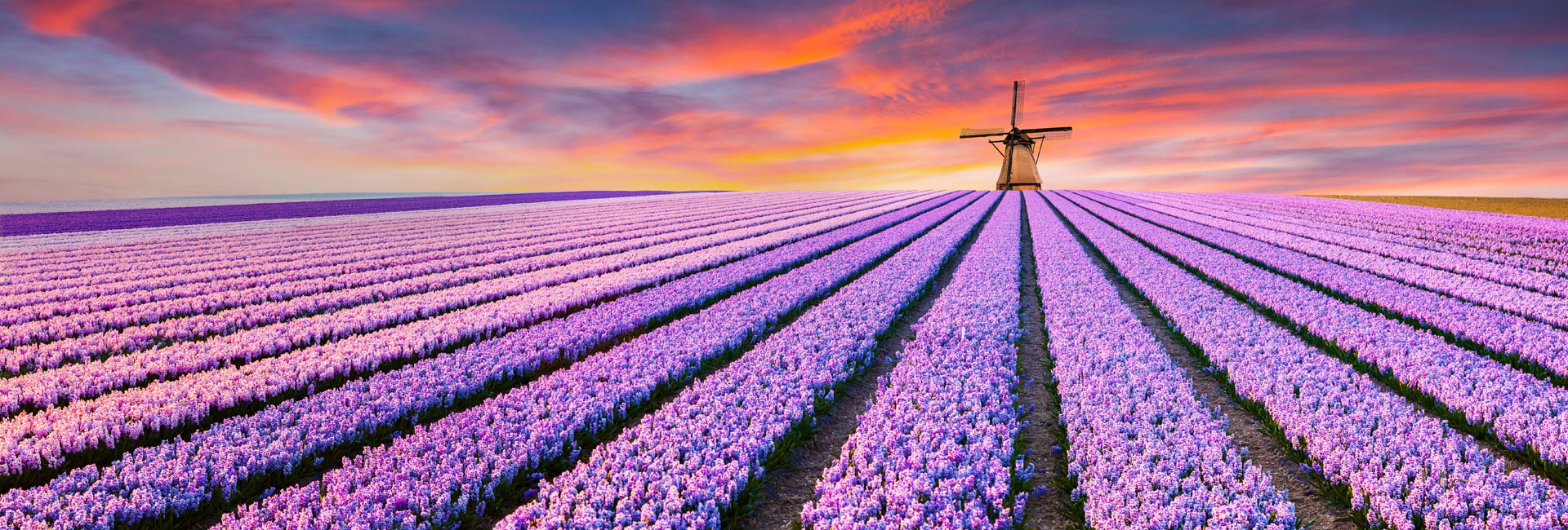 Blumenparadies Holland 2027